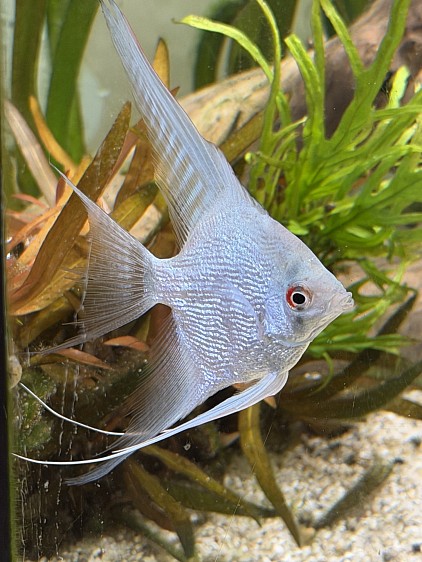 Aquarium